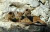 Fossa relax (Cats zoo reuterns) - fossa (Cryptoprocta ferox)