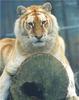 Golden tiger(Cats zoo reuterns)