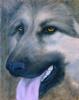 sch??ferhund, painting