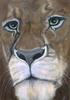 lion, painting