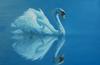 schwan/spiegelschwan 1, blau, painting