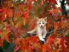 [Daily Photos] Autumn Tabby