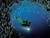 [Daily Photos] Scuba Diving Near Ari Atoll, Indian Ocean