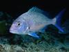[Daily Photos] Small Snapper off Goat Island, Auckland, New Zealand
