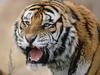 [Daily Photos] Snarling Siberian Tiger, Russia