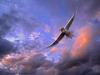 [Daily Photos] Soaring Gull, Puget Sound, Washington