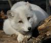 Beauty and -- Arctic fox (Alopex lagopus)