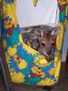 new kids (joeys) 1