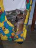new kids (joeys) 2