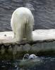 Pee Pee Polar Bear