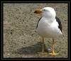 pacific gull