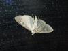 Moth