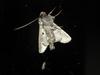 Moth