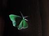 Moth