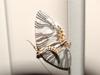 Moth