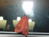 Moth