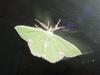 Moth