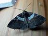Moth