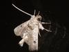 Moth
