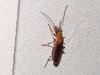 Soldier Beetle