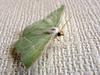 Moth with jade green color