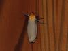 Lithosia quadra (Four-spotted Footman)