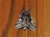 Moth