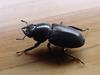 Macrodorcas rectus (Stag Beetle)