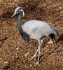 Demoiselle Crane (Anthropoides virgo)