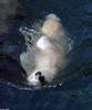 Polar Bear (Ursus maritimus)