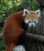 Red Panda (Ailurus fulgens)