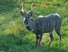 Lesser Kudu (Tragelaphus imberbis australis)582