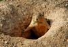 Black-tailed Prairie Dog (Cynomys ludovicianus)