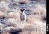 Erythristic or Mistery - Iranian Cheetah