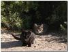 Feral kittens