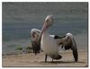 cooling off (Australian pelican)