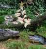 Merry Crocmas