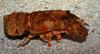 Red-band Slipper Lobster (Arctides regalis)