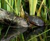 Eastern Painted Turtle (Chrysemys picta picta)