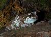 Milky Treefrog (Trachycephalus resinifictrix)