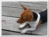 mixed breed dog 1