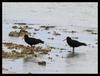 sooty oystercatchers