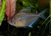 Bleeding Heart Tetra (Hyphessobrycon erythrostigma)