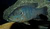 Green Sunfish (Lepomis cyanellus)