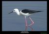 black winged stilt Copyrights Maulik Suthar