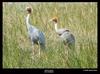 Sarus cranes - Grus antigone, Copyrights 2006, Maulik Suthar