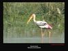 Painted Stork, Copyrights 2007 Maulik Suthar