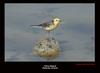 Yellow Wagtail , Copyrights  2007 , Maulik Suthar