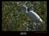 Cattle Egret , Copyrights  2007 , Maulik Suthar