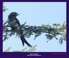 Black Drongo , Copyrights  2007 , Maulik Suthar